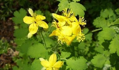 A szemölcsökből származó Celandine használatának szabályai