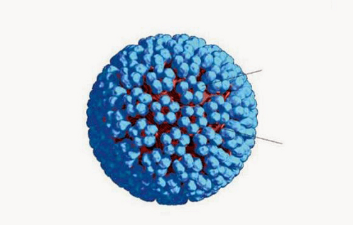 A HPV 3D-s modellje