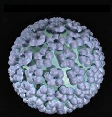 humán papillómavírus